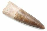 Fossil Spinosaurus Tooth - Real Dinosaur Tooth #370542-1